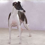 "Hairicane Tessa" Seal Wild Irish Italian Greyhound Female